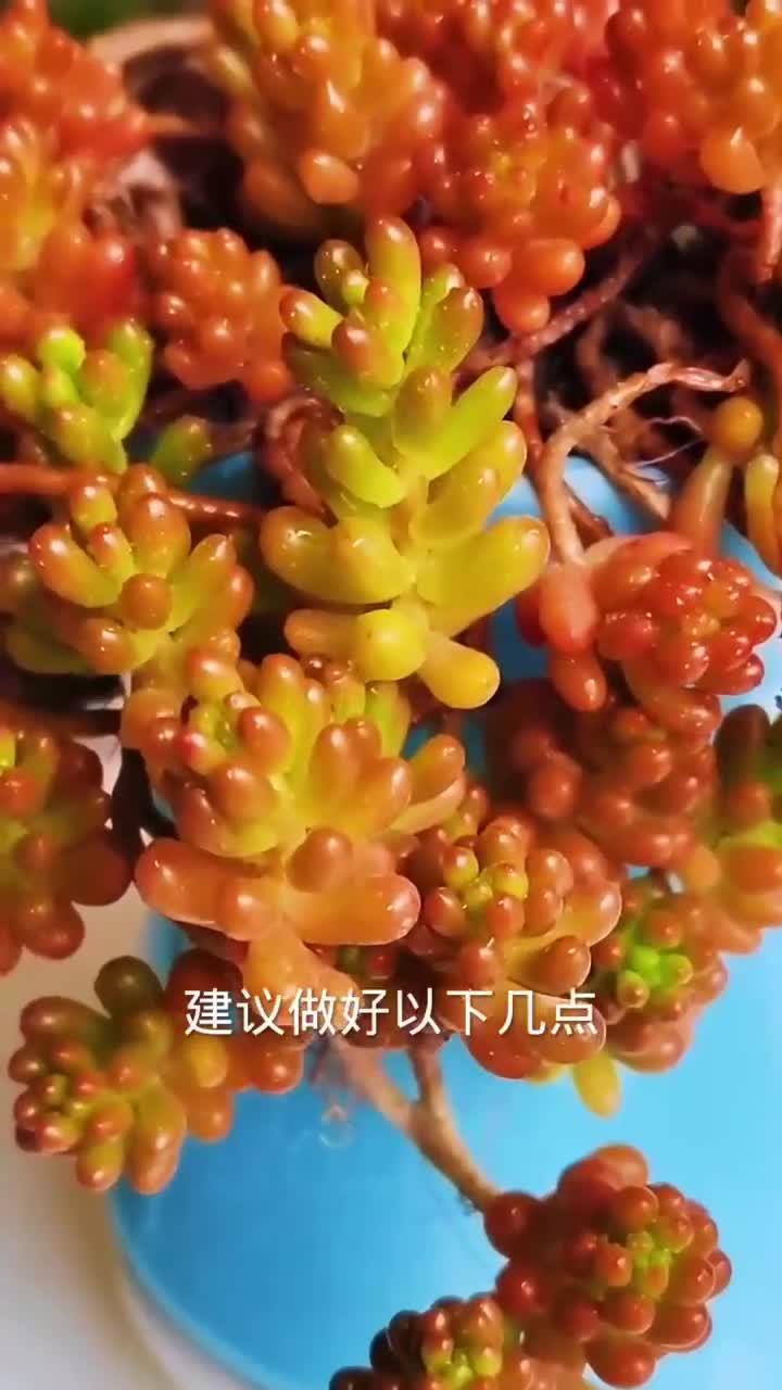 多肉红色浆果怎么轻松养爆盆?