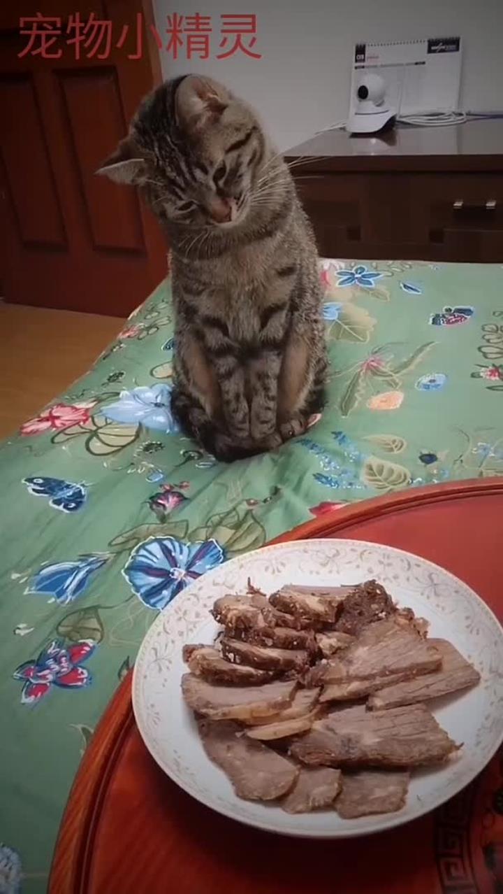 猫咪好想吃肉