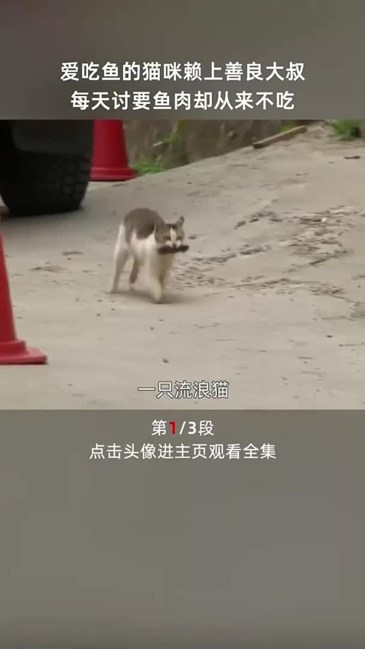 第1段_爱吃鱼的赖上善良大叔,每天讨要鱼肉却从来不吃