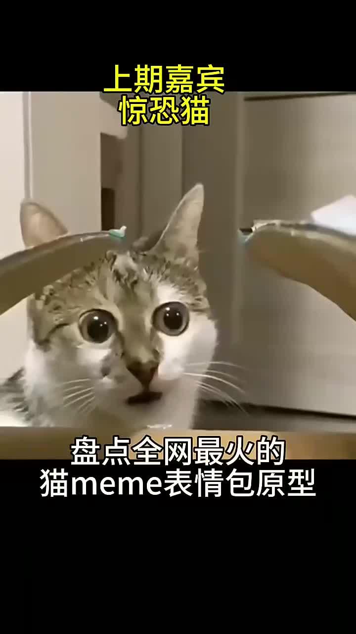 盘点全网最火猫meme表情包,出处都在哪?(16)