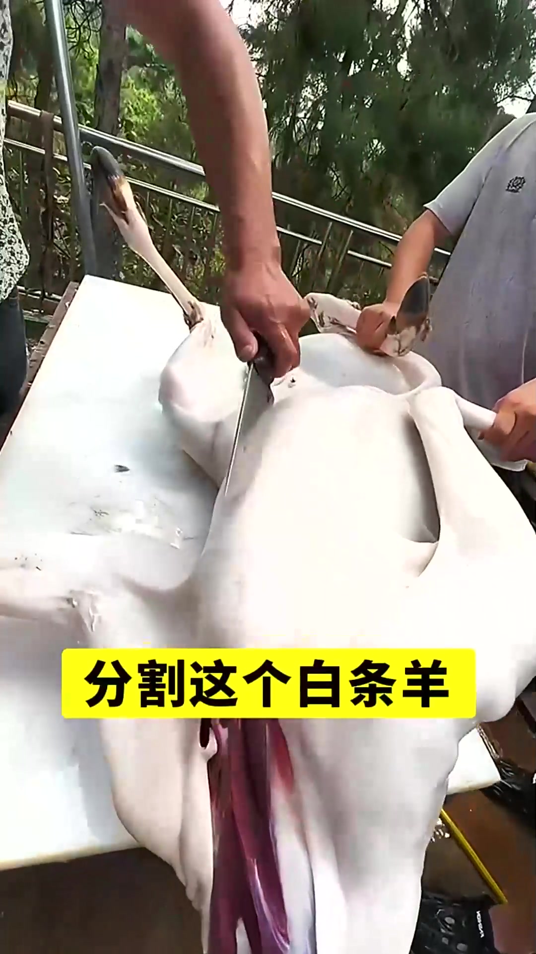  看好了,这白绵羊怎么被切割