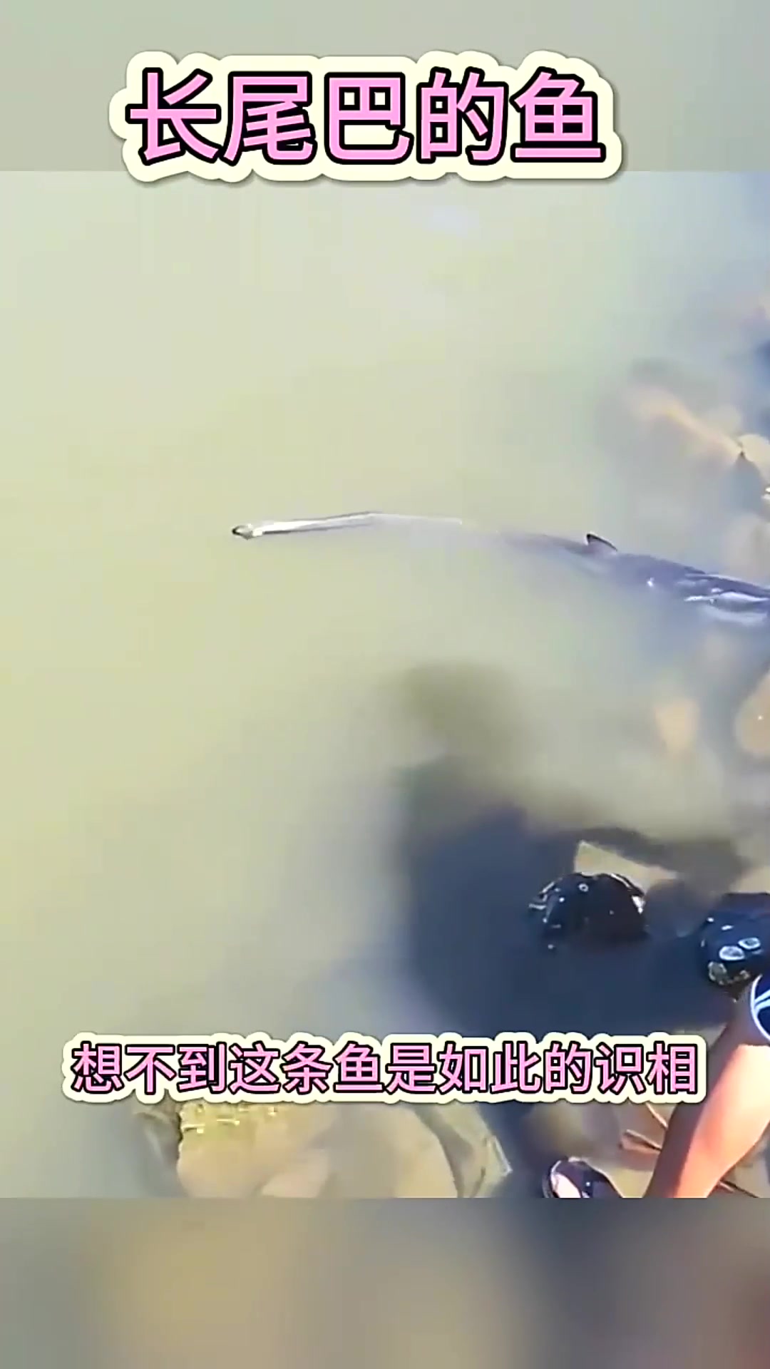  长尾巴的鱼，这是什么品种