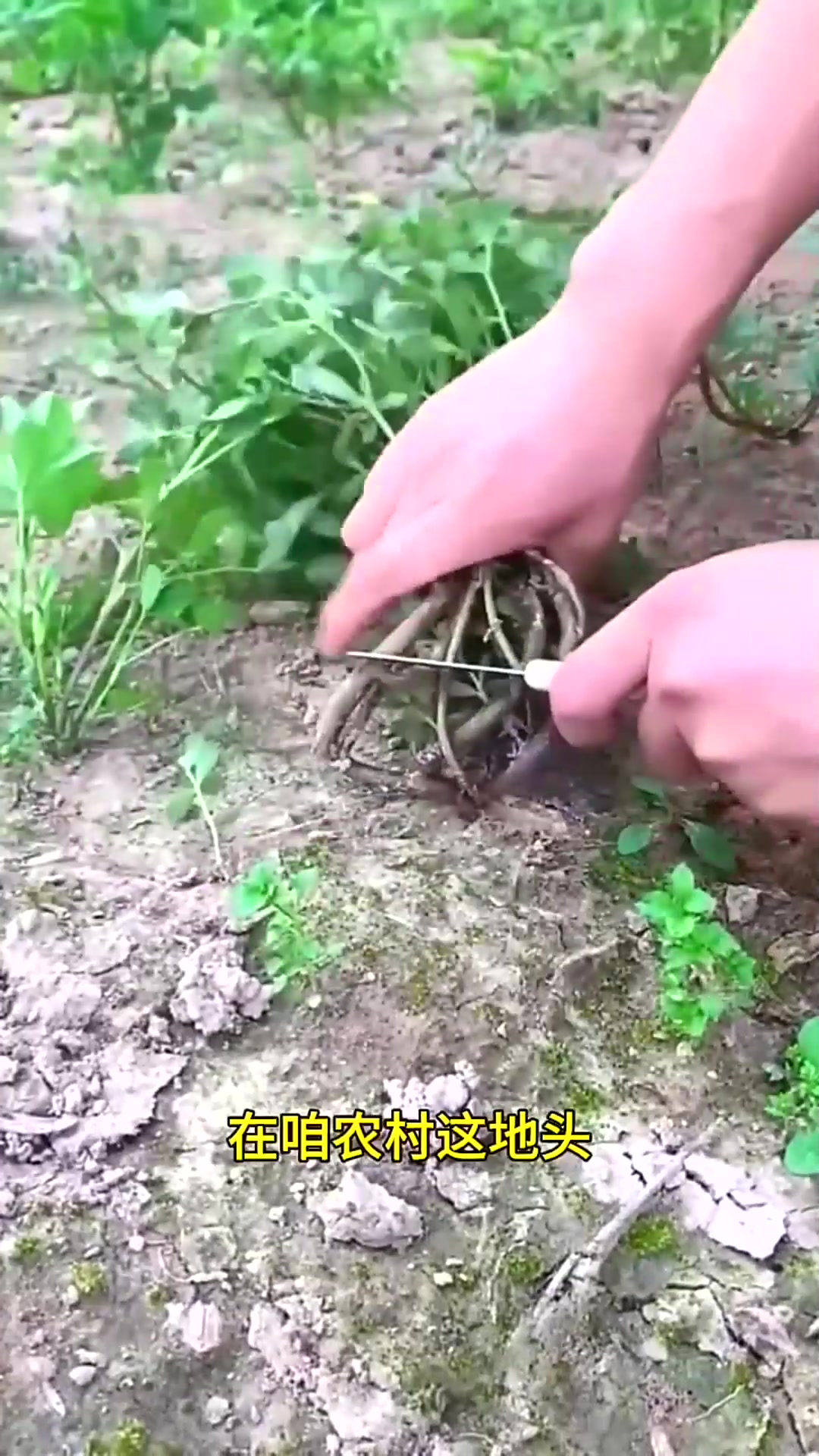  马齿菜在我们乡下凉拌起来可好吃了