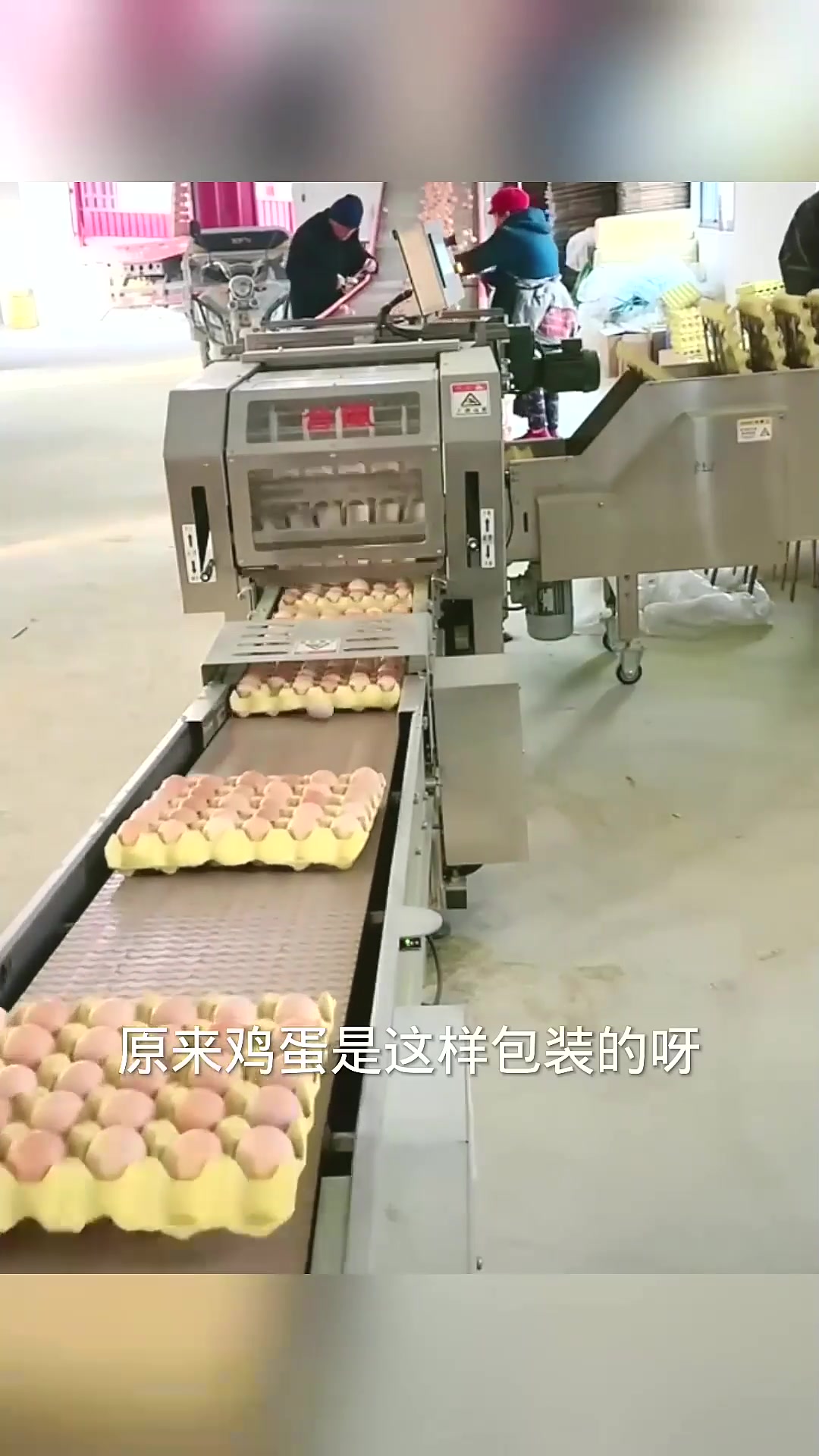  原来鸡蛋是这样包装的呀!