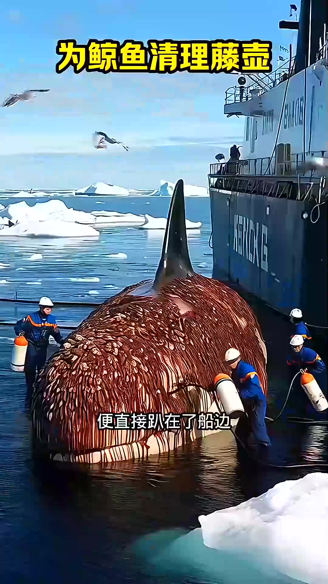  船员们为鲸鱼清理藤壶和垃圾，这一幕太温暖了！