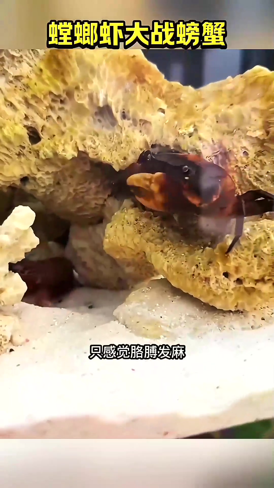  螳螂虾大战螃蟹～