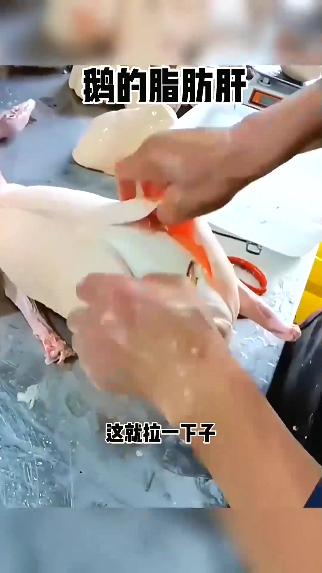  这么大的鹅就要个鹅肝,这鹅咋满肚子都是呢?脂肪肝?