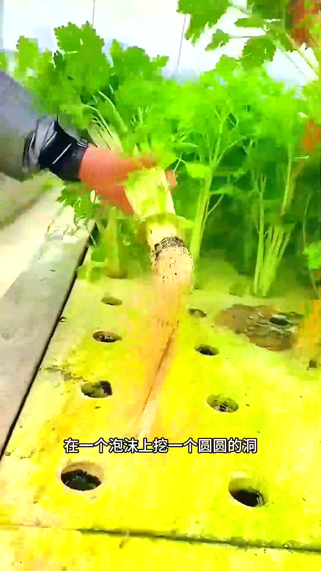  水上种植蔬菜,有没有营养呢?