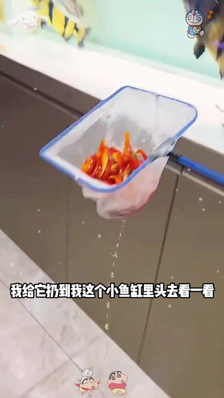  大鱼吃小鱼,这居然是真的