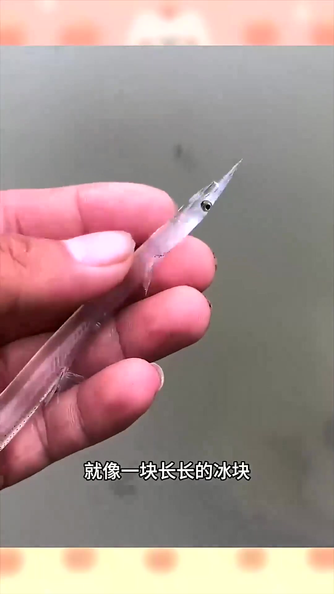  长的透明的鱼太有意思了