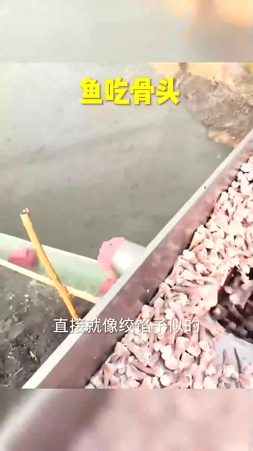  屠宰场的鸡骨头鸭骨头都哪去了?绞肉馅喂鱼了