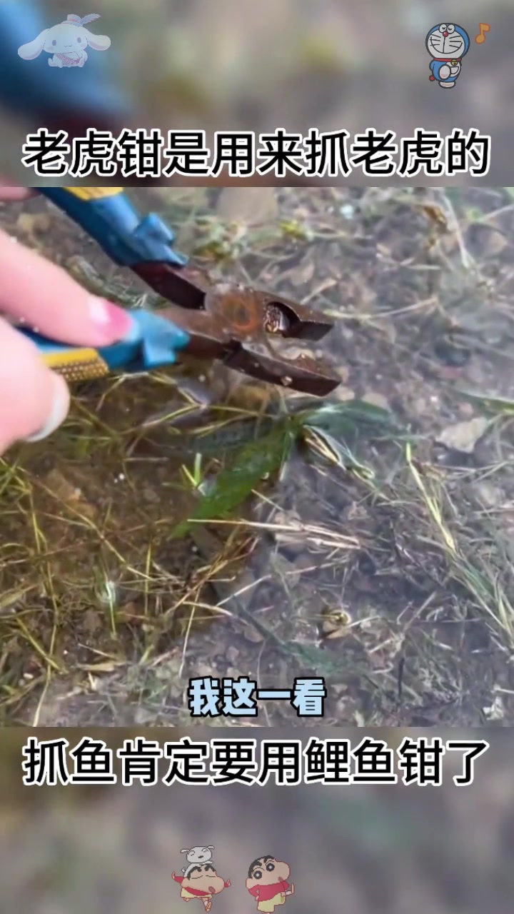  这种鱼到底要怎么抓