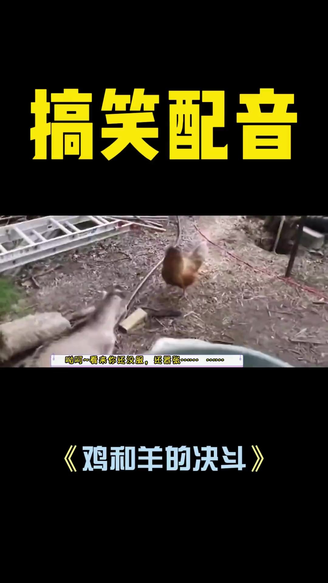 白话版搞笑配音《鸡和羊的决斗》