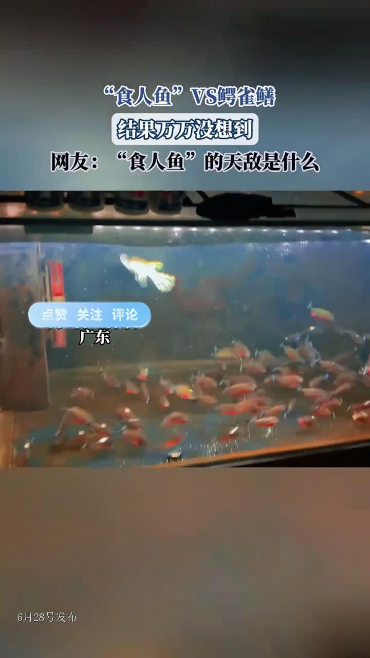 “食人鱼”VS鳄雀鳝,结果万万没想到