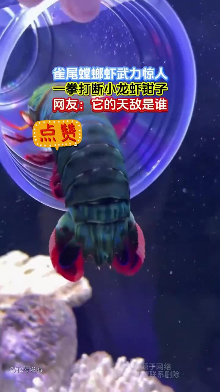 雀尾螳螂虾武力惊人,一拳打断小龙虾钳子,网友:它的天敌是谁
