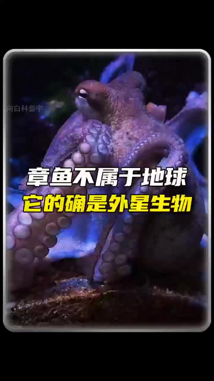 远古章鱼:宇宙飞船上的神秘访客!