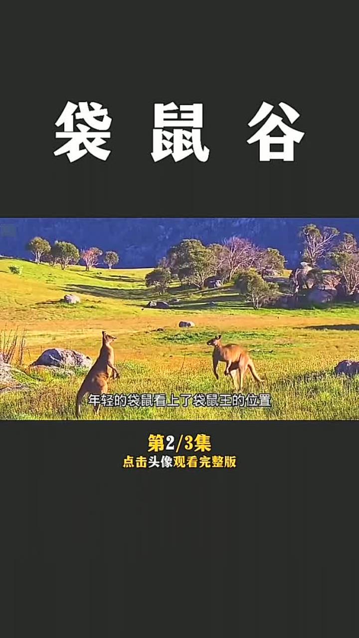 两只雄性袋鼠展开王位之战,一场肌肉男之间的较量