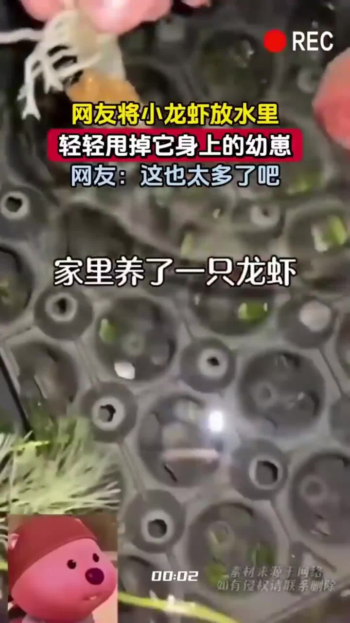 网友将小龙虾放水里，轻轻甩掉它身上的幼崽，这也太多了吧