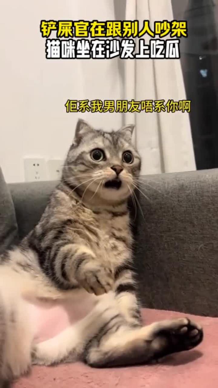 别人吵架,结果猫咪坐在一旁沙发上吃瓜,这表情也太好笑了吧!傻猫头像