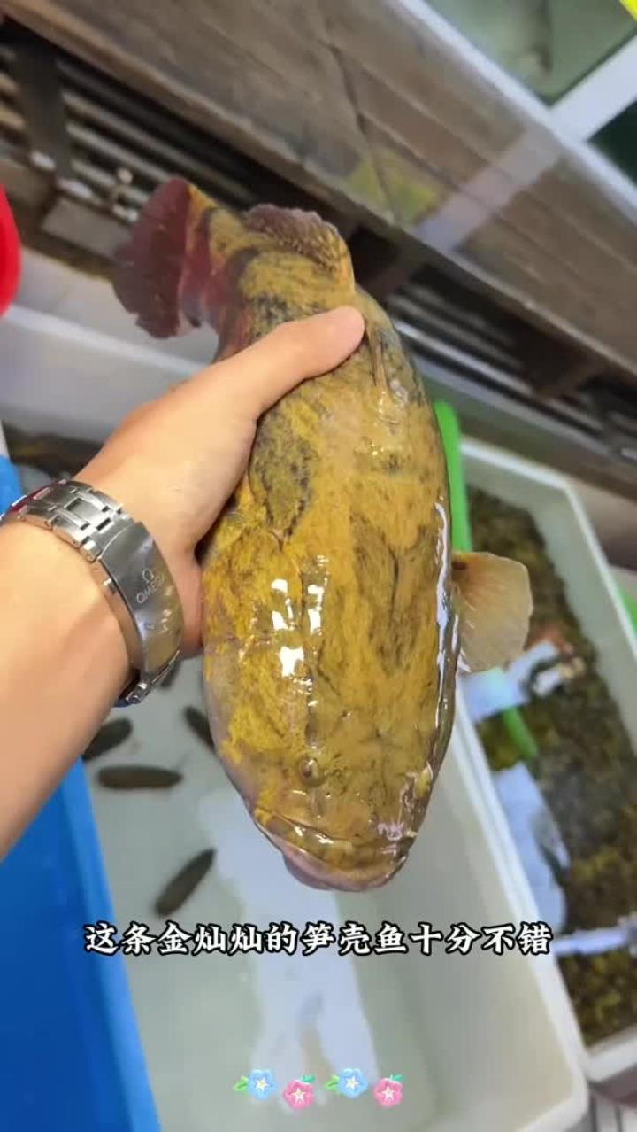 金灿灿大笋壳,肉多刺少,十分鲜嫩