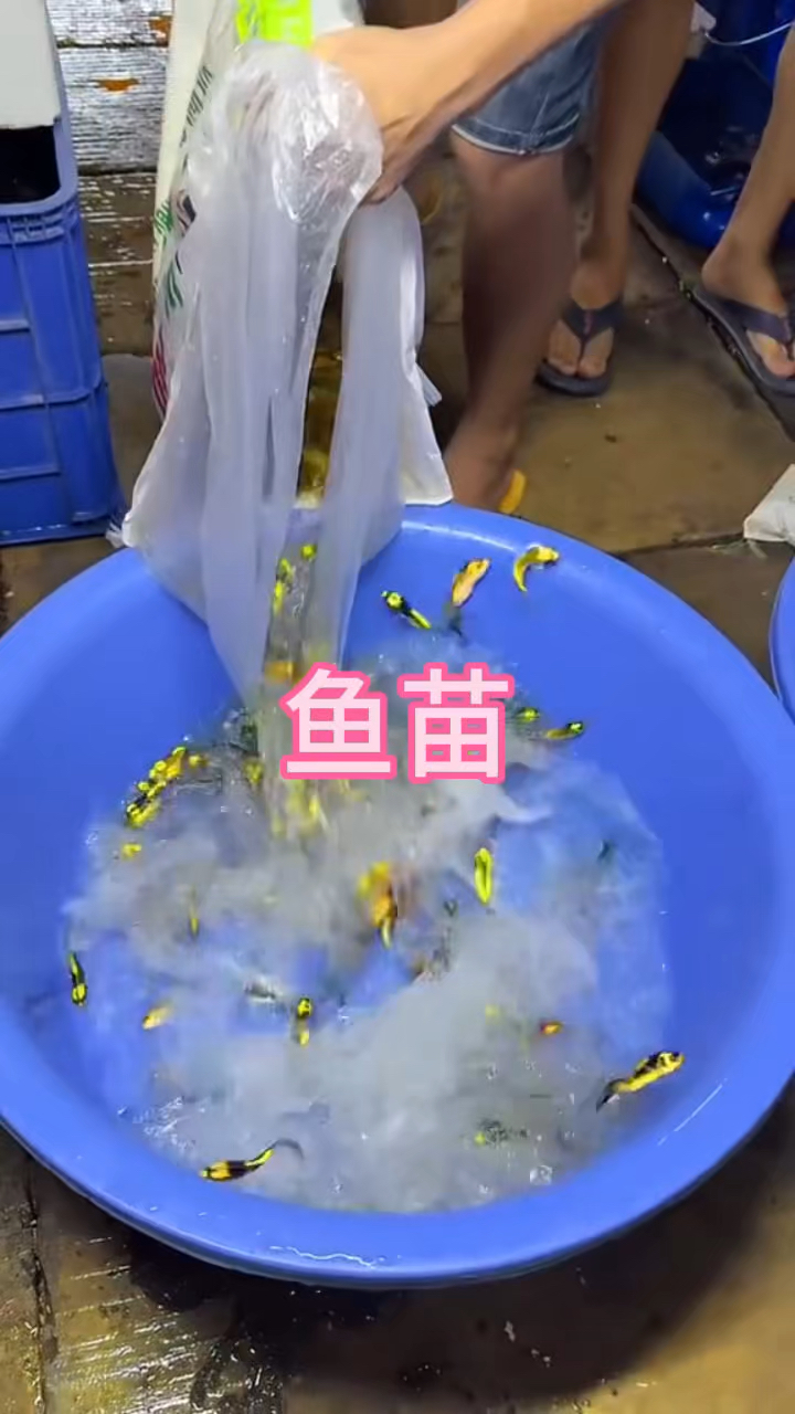 这样金色的鱼你见过吗