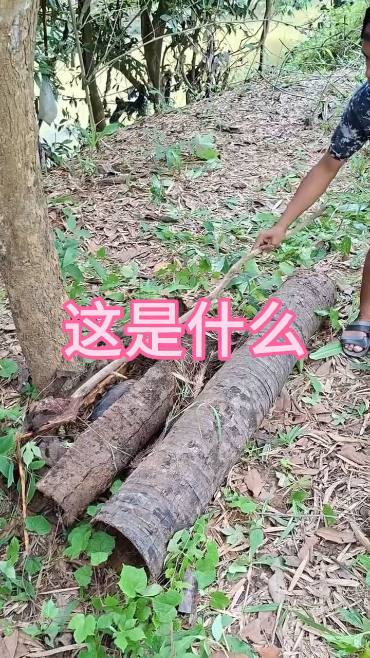 这难不成就是珍珠鸡呀