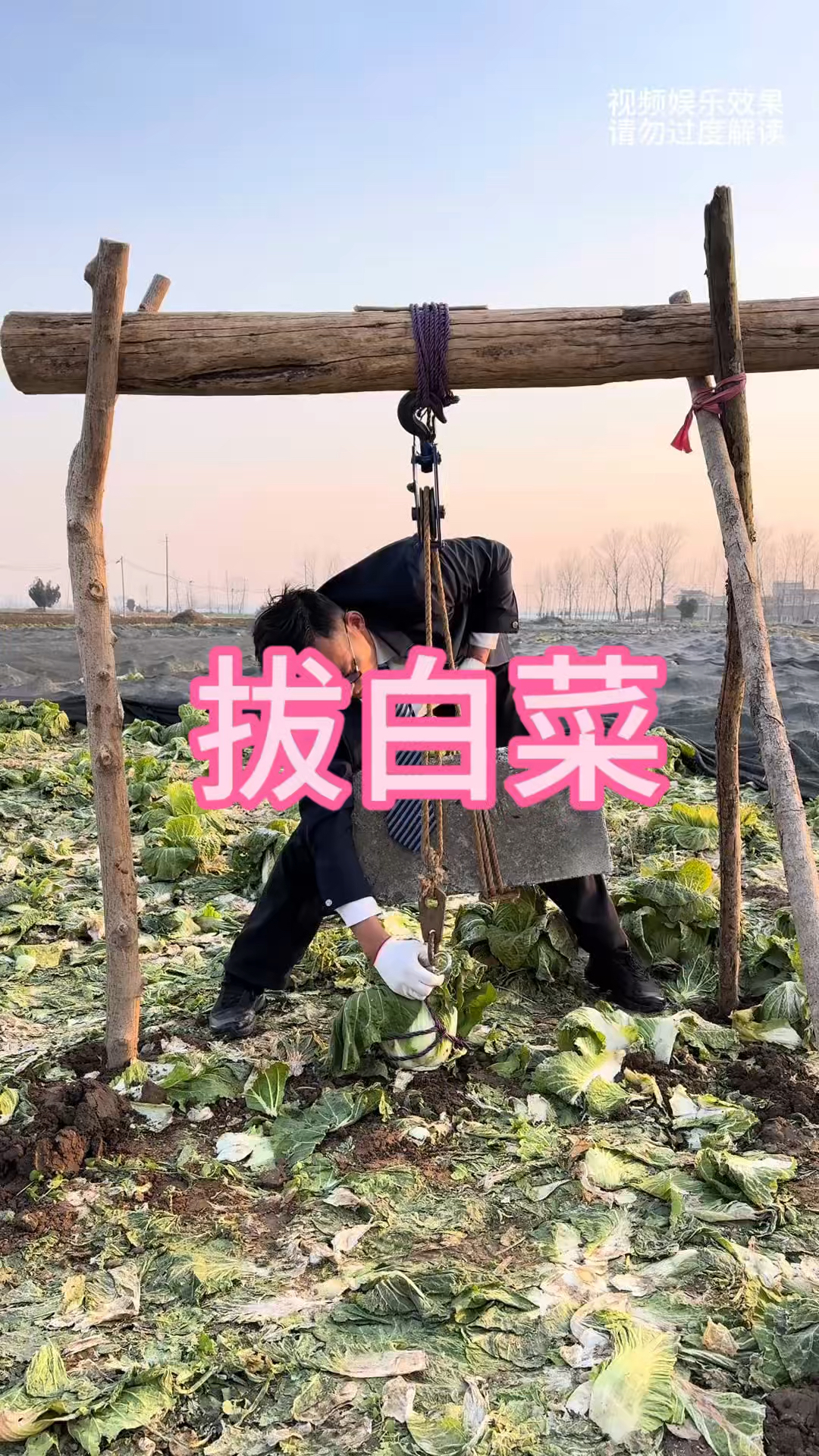 这样拔白菜你见过吗