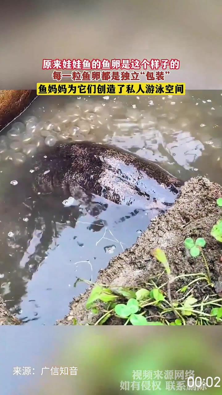 原来娃娃鱼的鱼卵是这个样子的,每一粒鱼卵都是独立“包装”