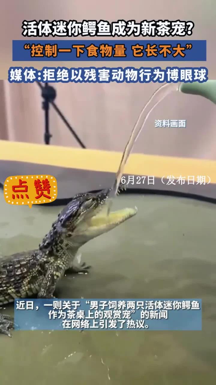 活体迷你鳄鱼成为新茶宠？“控制一下食物量 它长不大”
