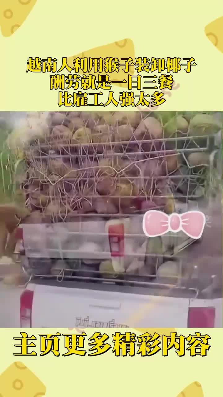 越南人利用猴子装卸椰子,酬劳就是一日三餐,比雇工人强太多