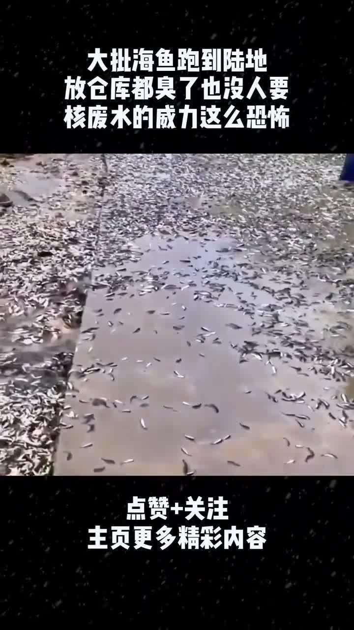 大批海鱼跑到陆地,放仓库都臭了也没人要,核废水的威力这么恐怖