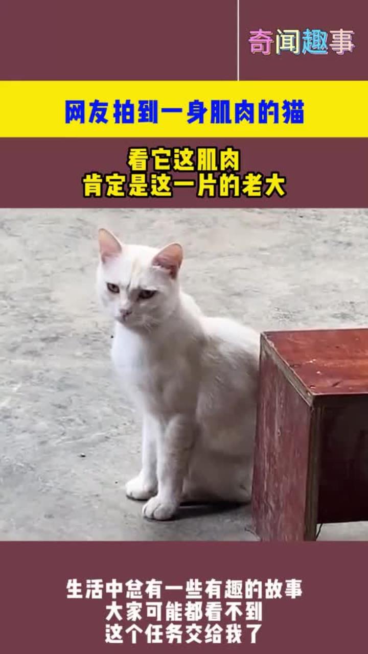 网友拍到一身肌肉的猫,看它这肌肉,肯定是这一片的老大