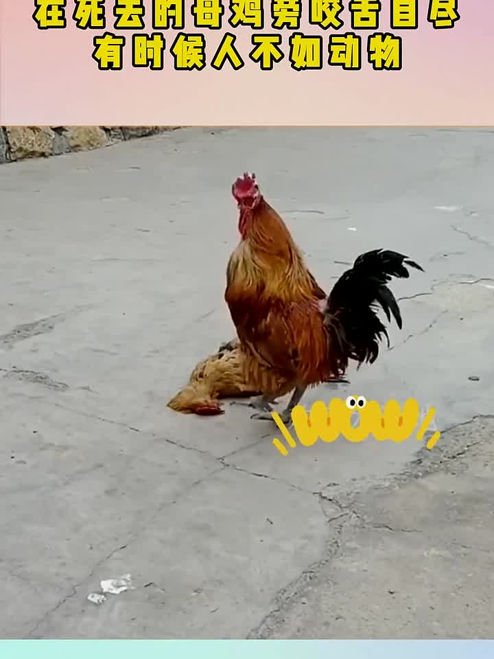 大公鸡为了爱，在死去的母鸡旁咬舌自尽，有时候人不如动物！