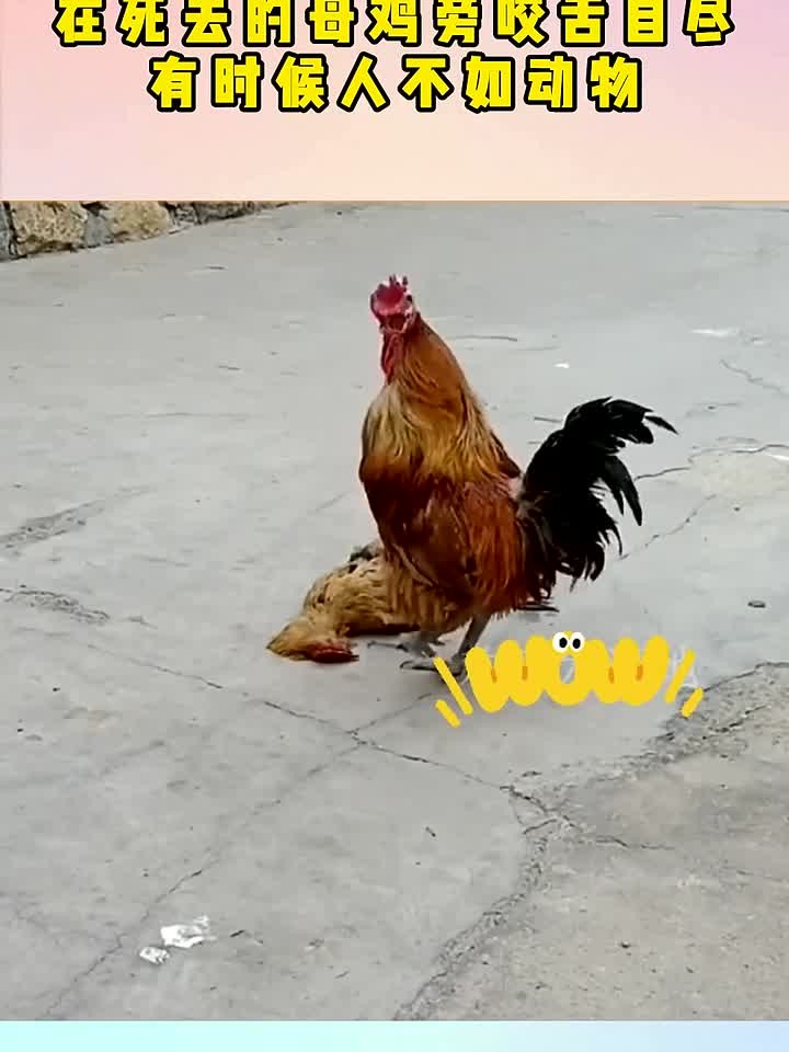 大公鸡为了爱,在死去的母鸡旁咬舌自尽,有时候人不如动物!