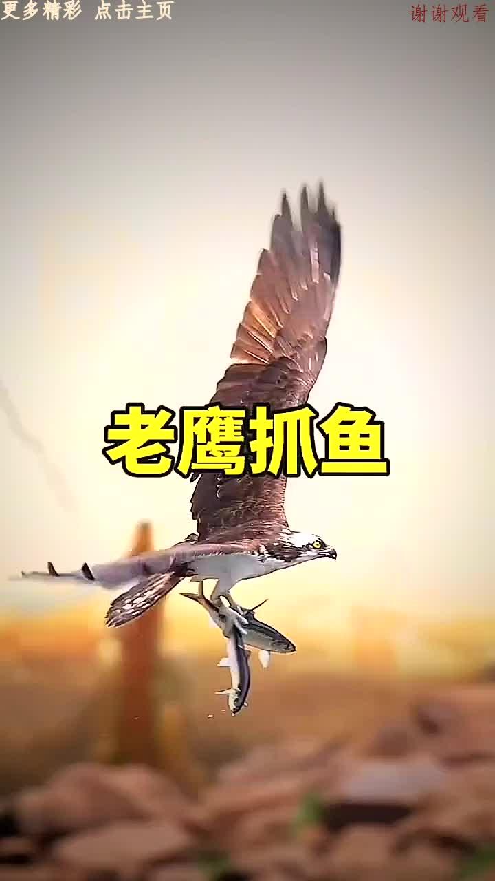 老鹰抓鱼一爪一只