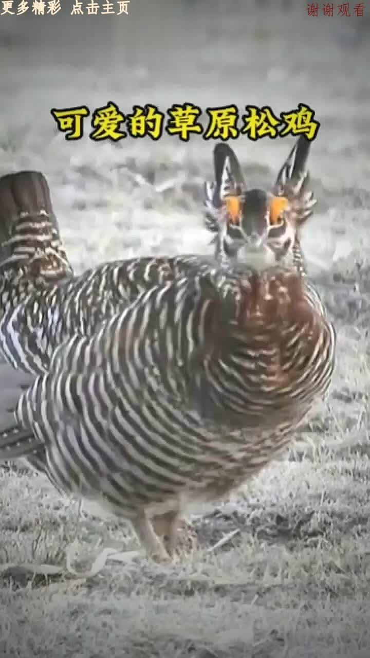 松鸡真是太可爱了!还有两只兔耳朵