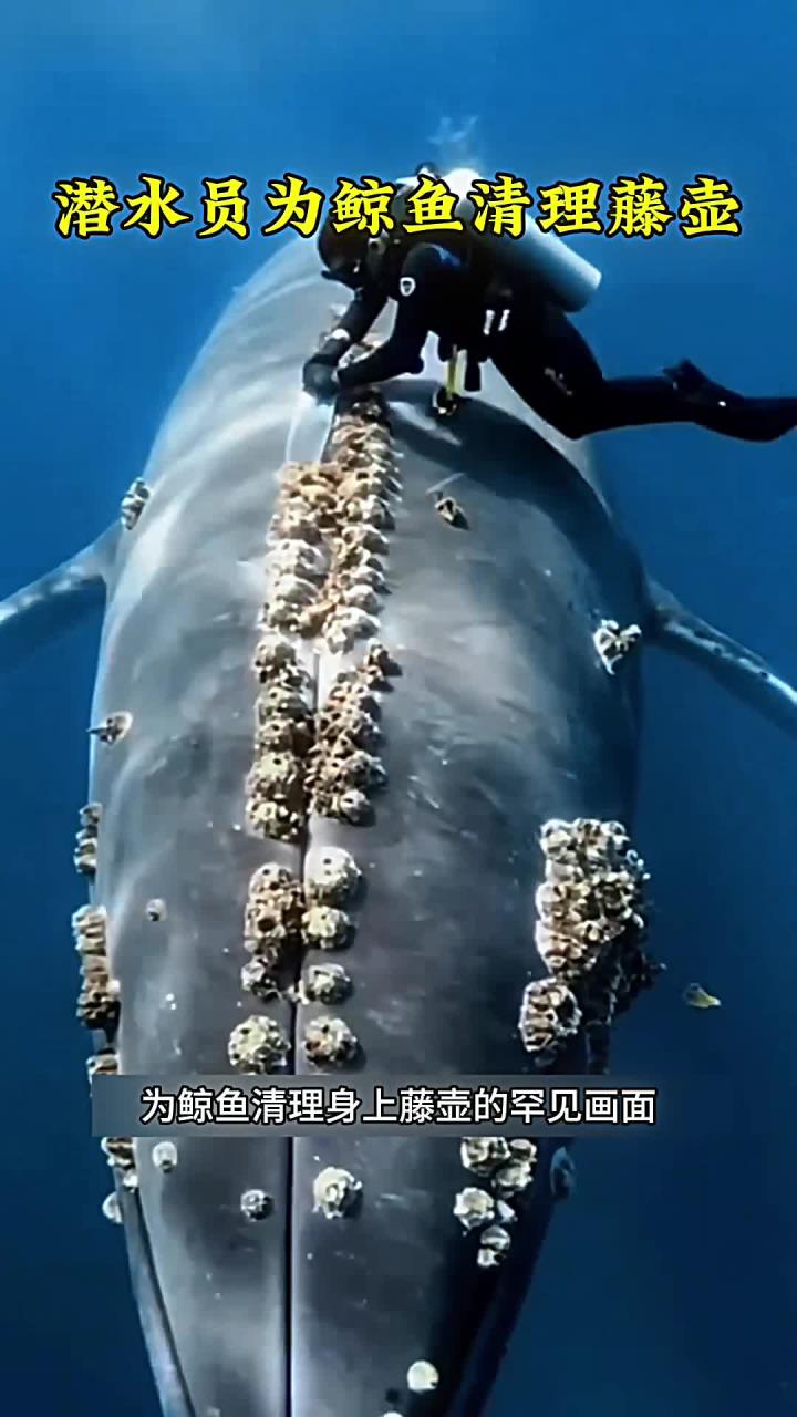 潜水员下海为鲸鱼清除藤壶