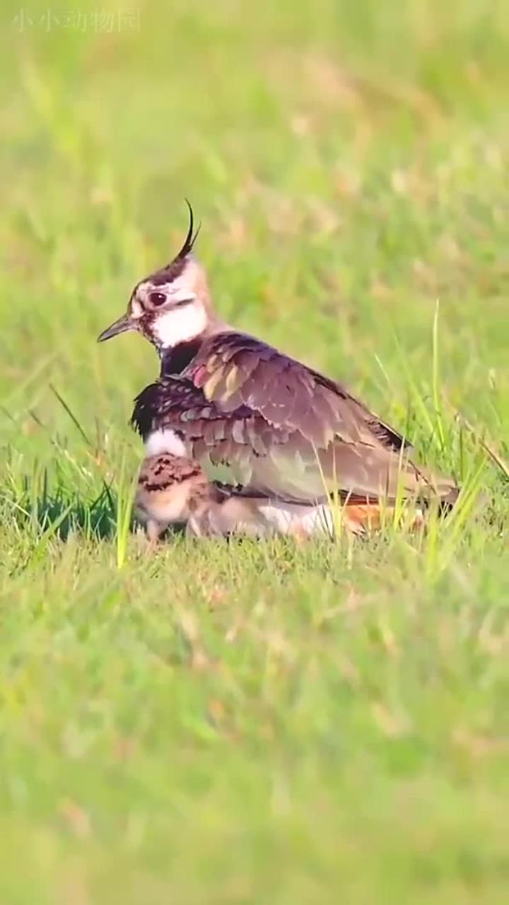 凤头麦鸡和她的孩子们