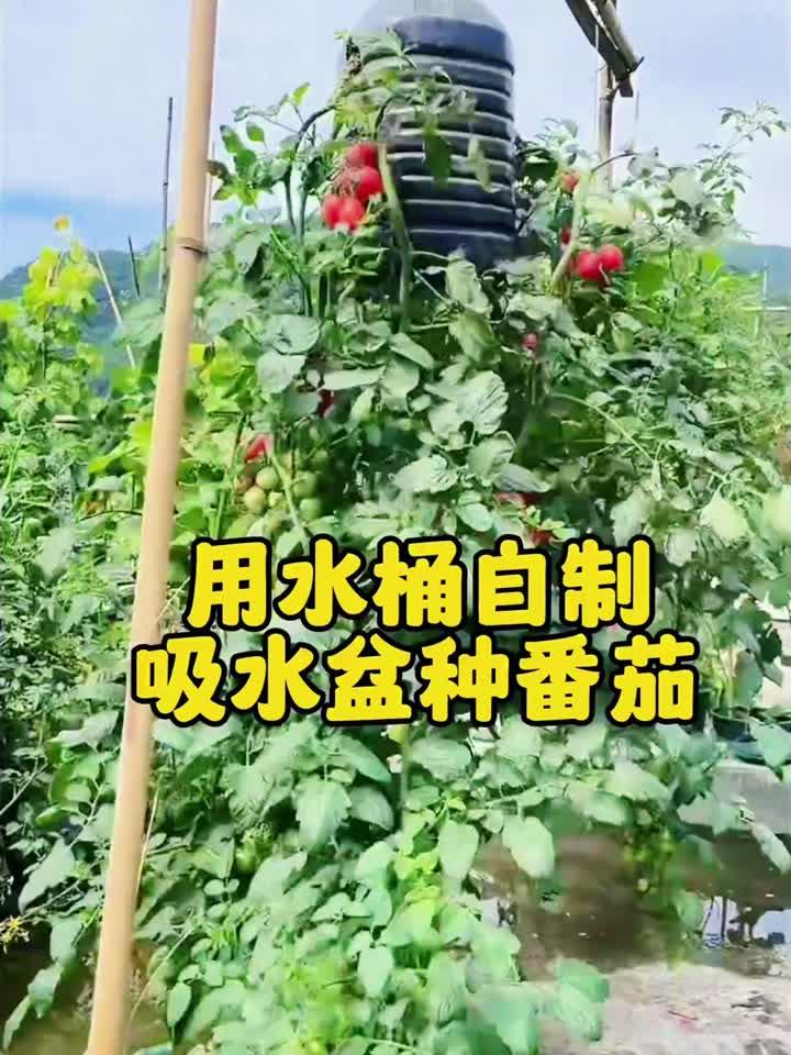 在家里可以这样用矿泉水瓶种菜