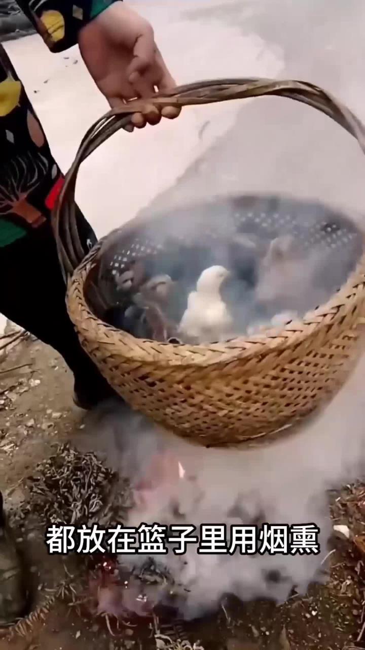 为什么小鸡仔要用烟熏,难道有什么作用吗?