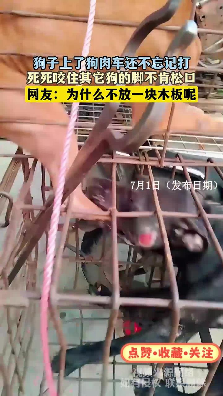 狗子上了狗肉车还不忘记打，死死咬住其它狗的脚不肯松口
