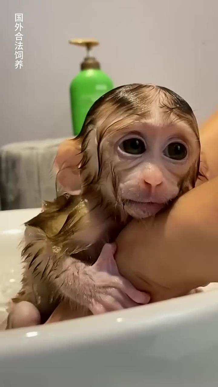 小猴子洗完澡,然后吃蛋糕