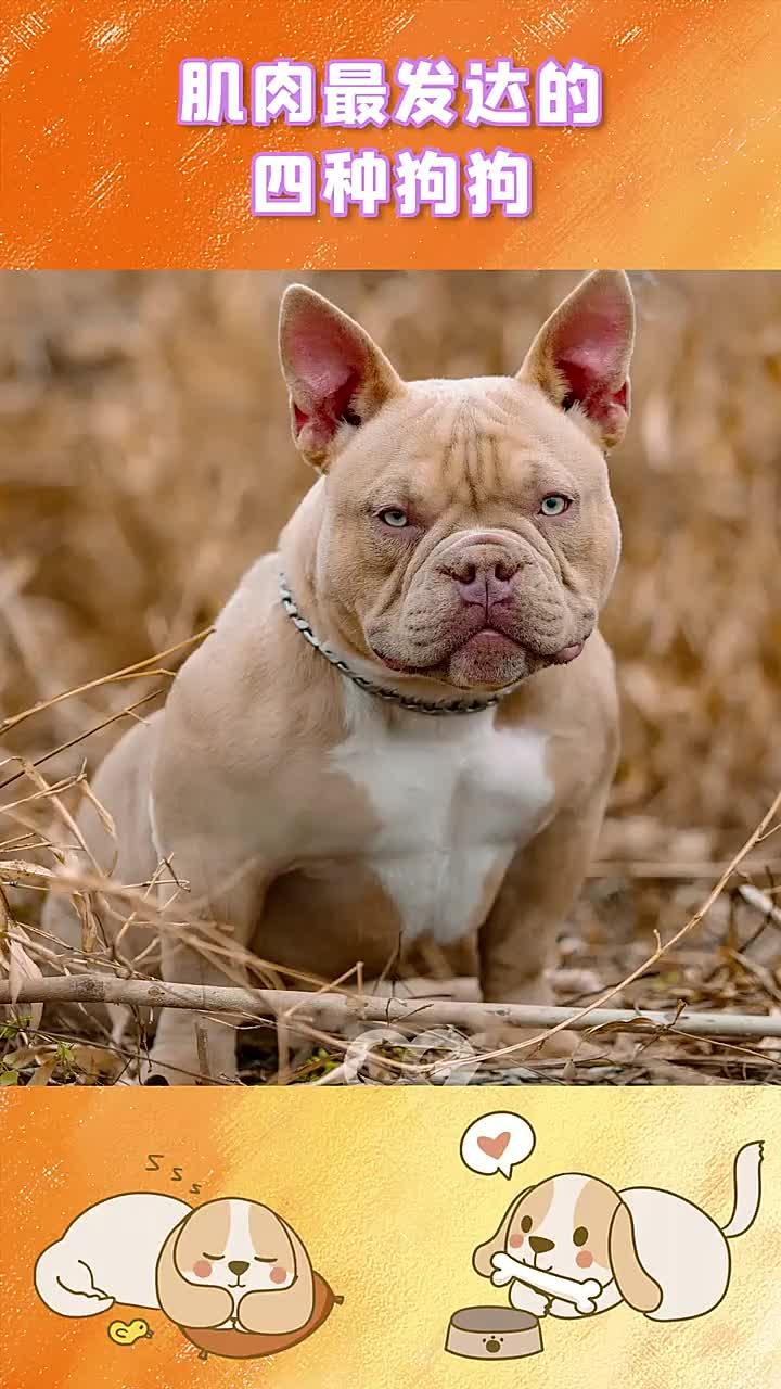 狗狗也很强壮!看看这些肌肉