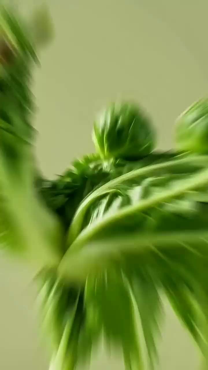 蔬菜手工创意,体验蔬菜制作各种小动物