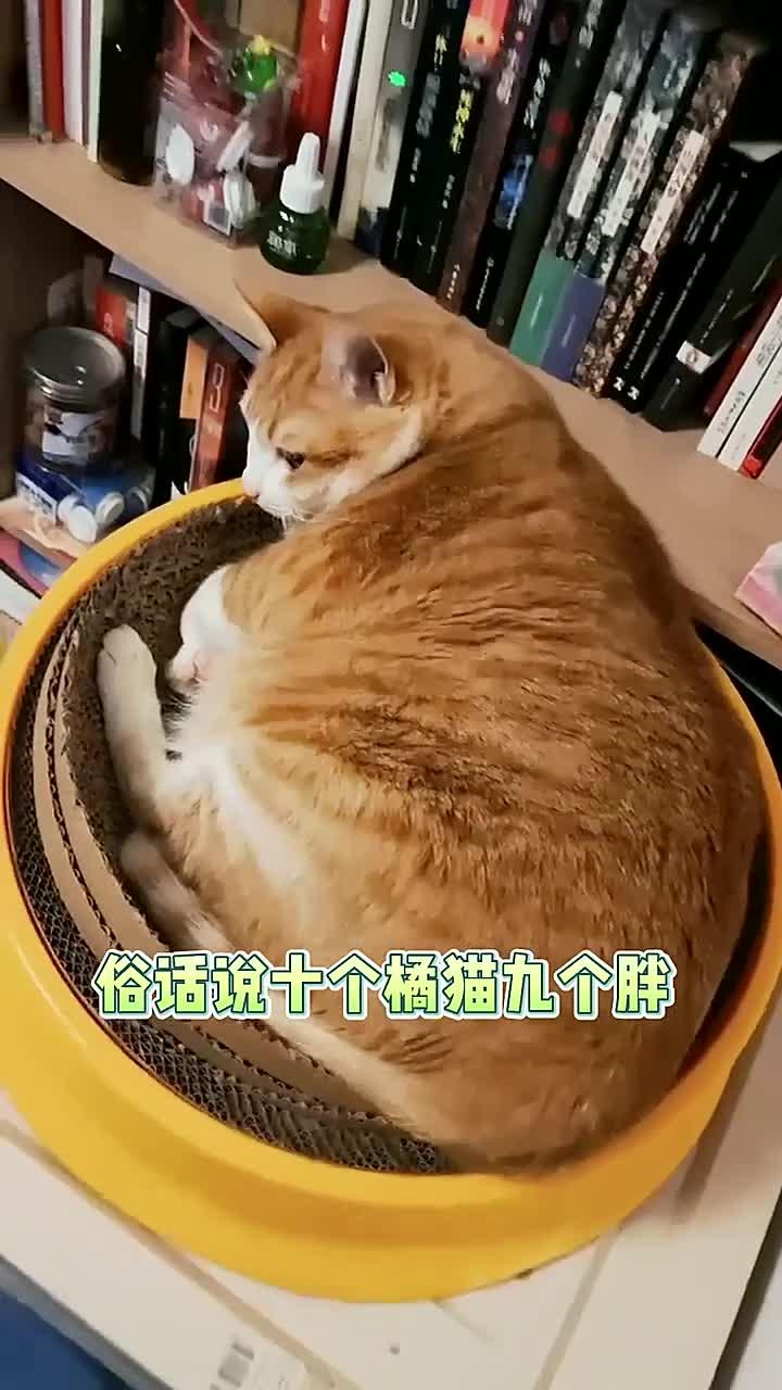 十个橘猫九个胖，还有一个压到炕，你家橘猫压到了几个？