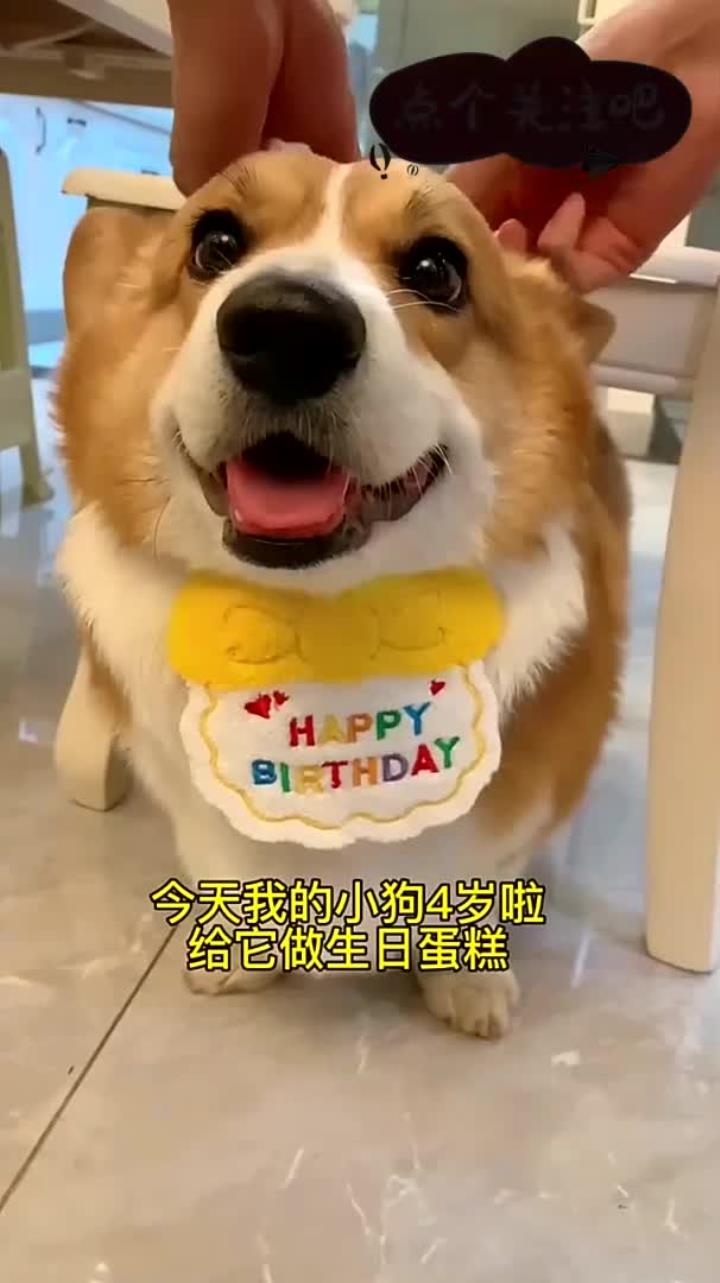 小狗4岁亲手做蛋糕它很满意