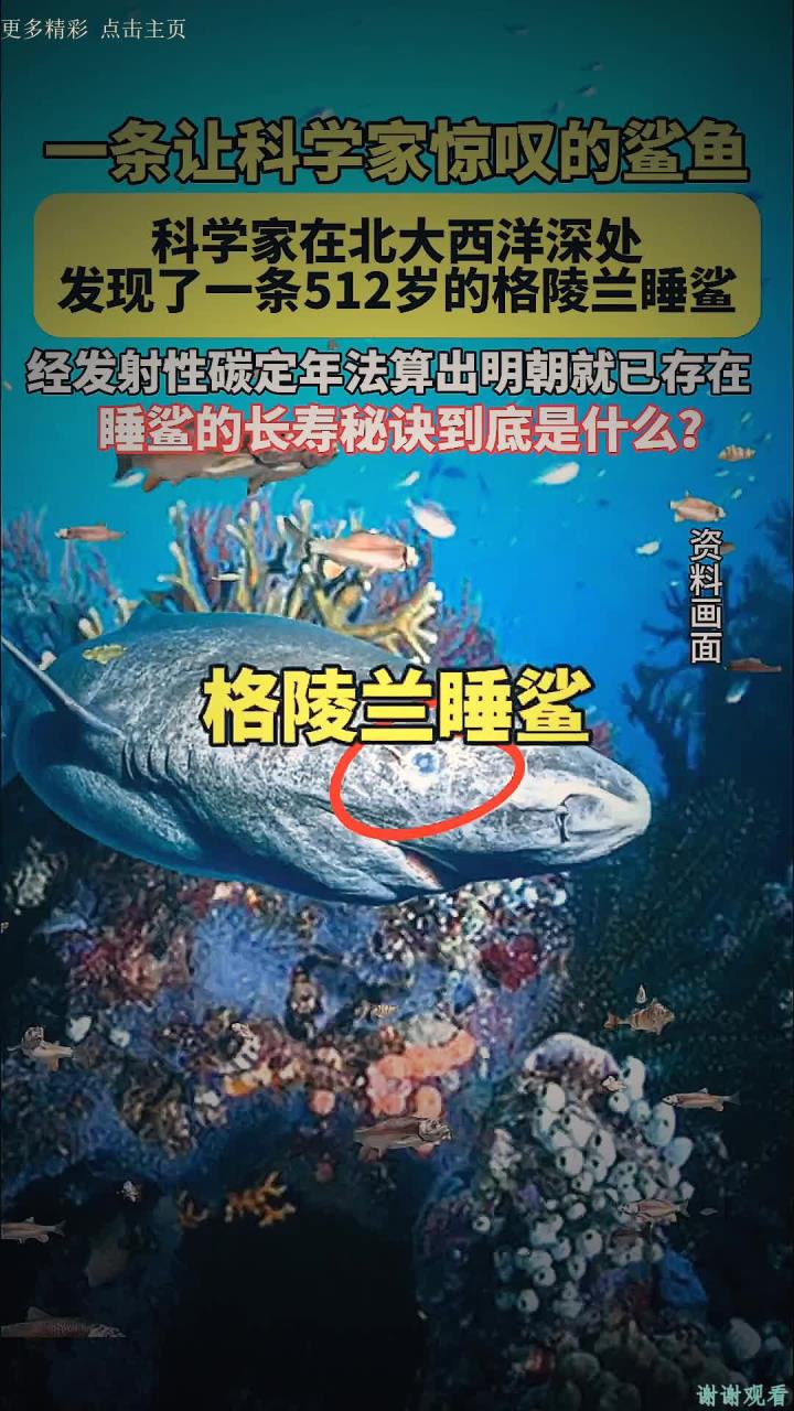 鱼的寿命高达500岁?研究人员在格陵兰岛发现了一只格陵兰沉睡的鲨鱼,体长约6米,经反