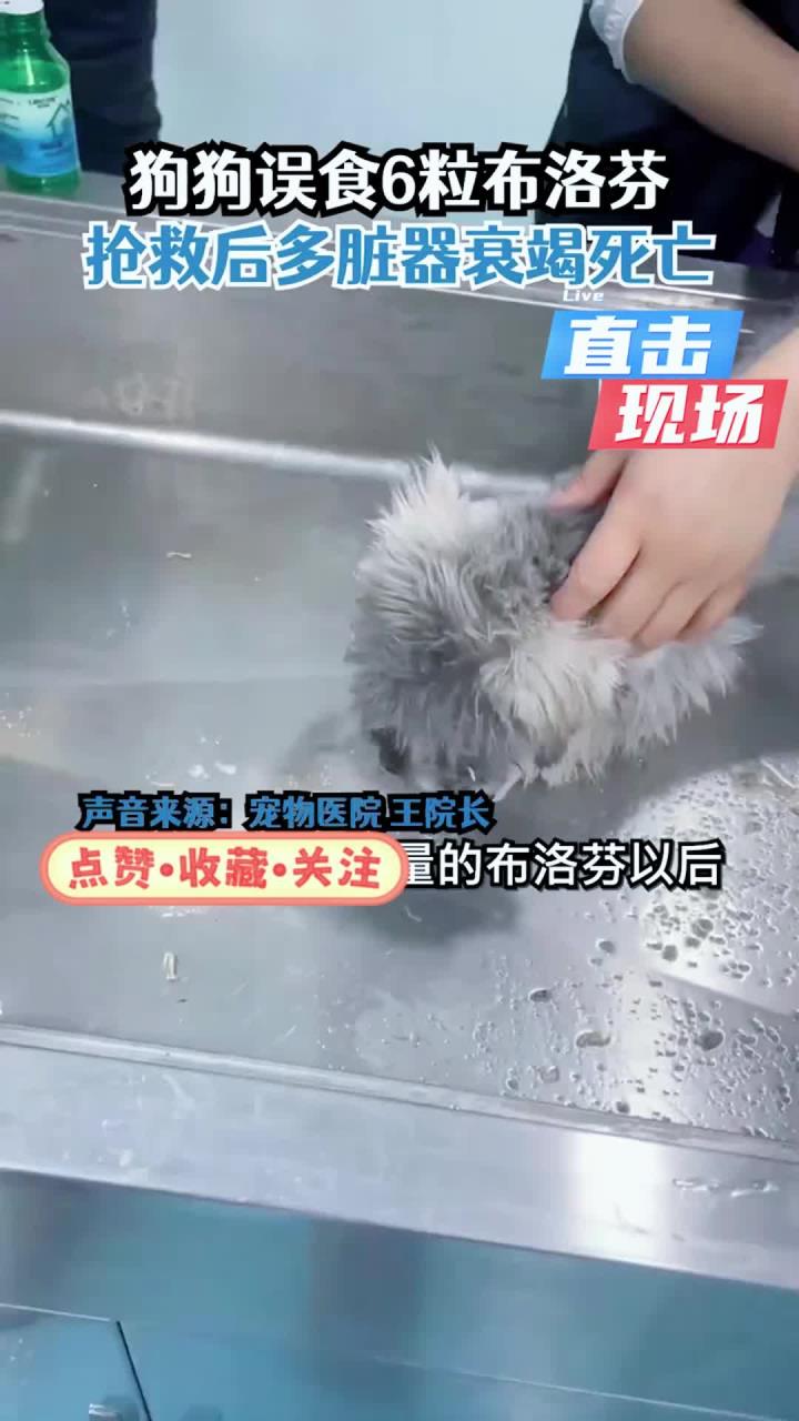 狗狗误食6粒布洛芬多脏器衰竭死亡