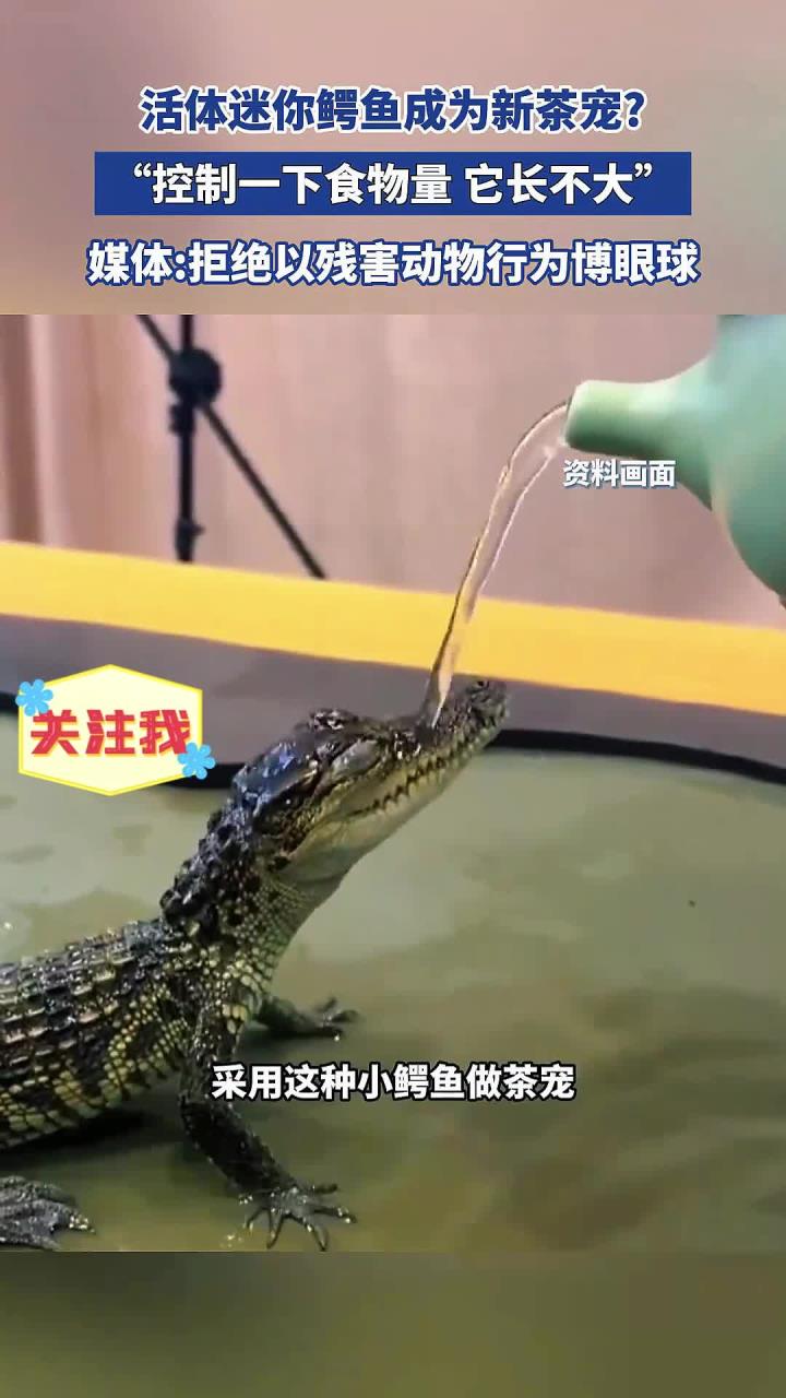 活体迷你鳄鱼成为新茶宠？“控制一下食物量，它长不大”