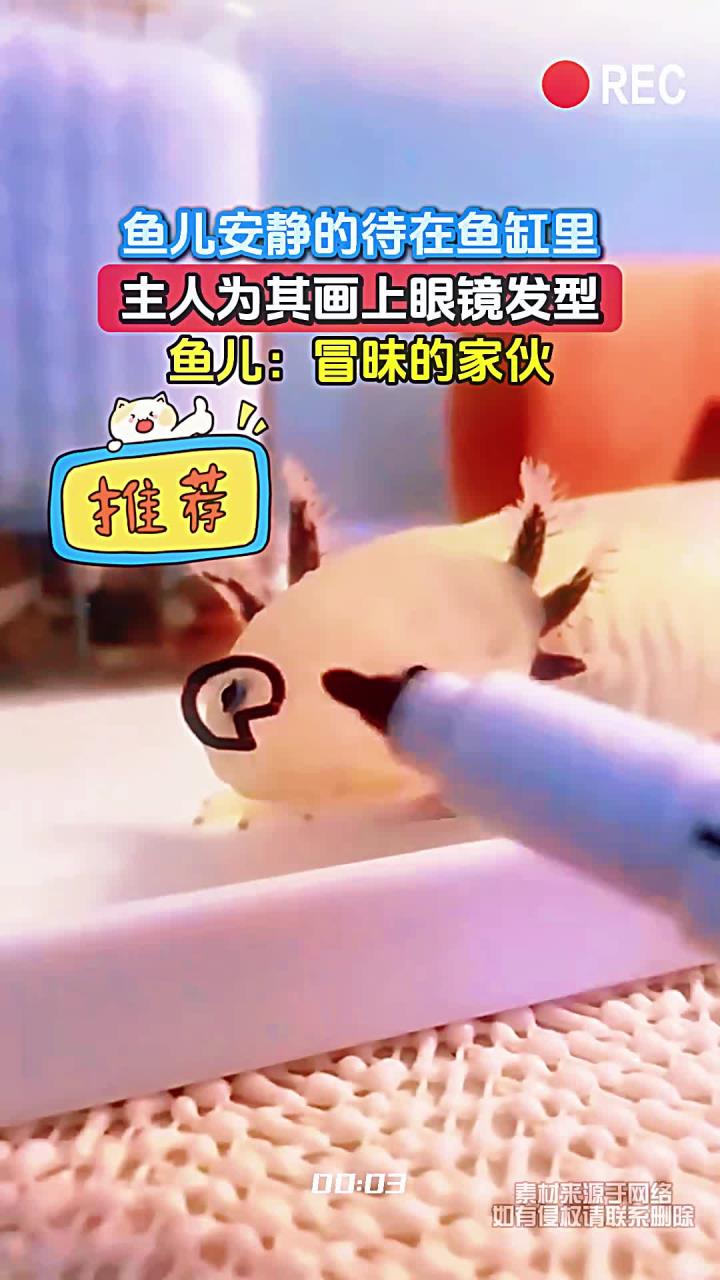 鱼儿安静的待在鱼缸里，主人为其画上眼镜发型，鱼儿：冒昧的家伙